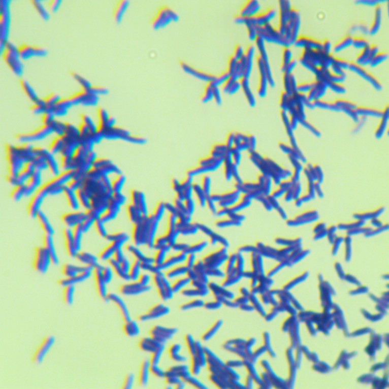 Rhodococcus pyogenes-BNCC