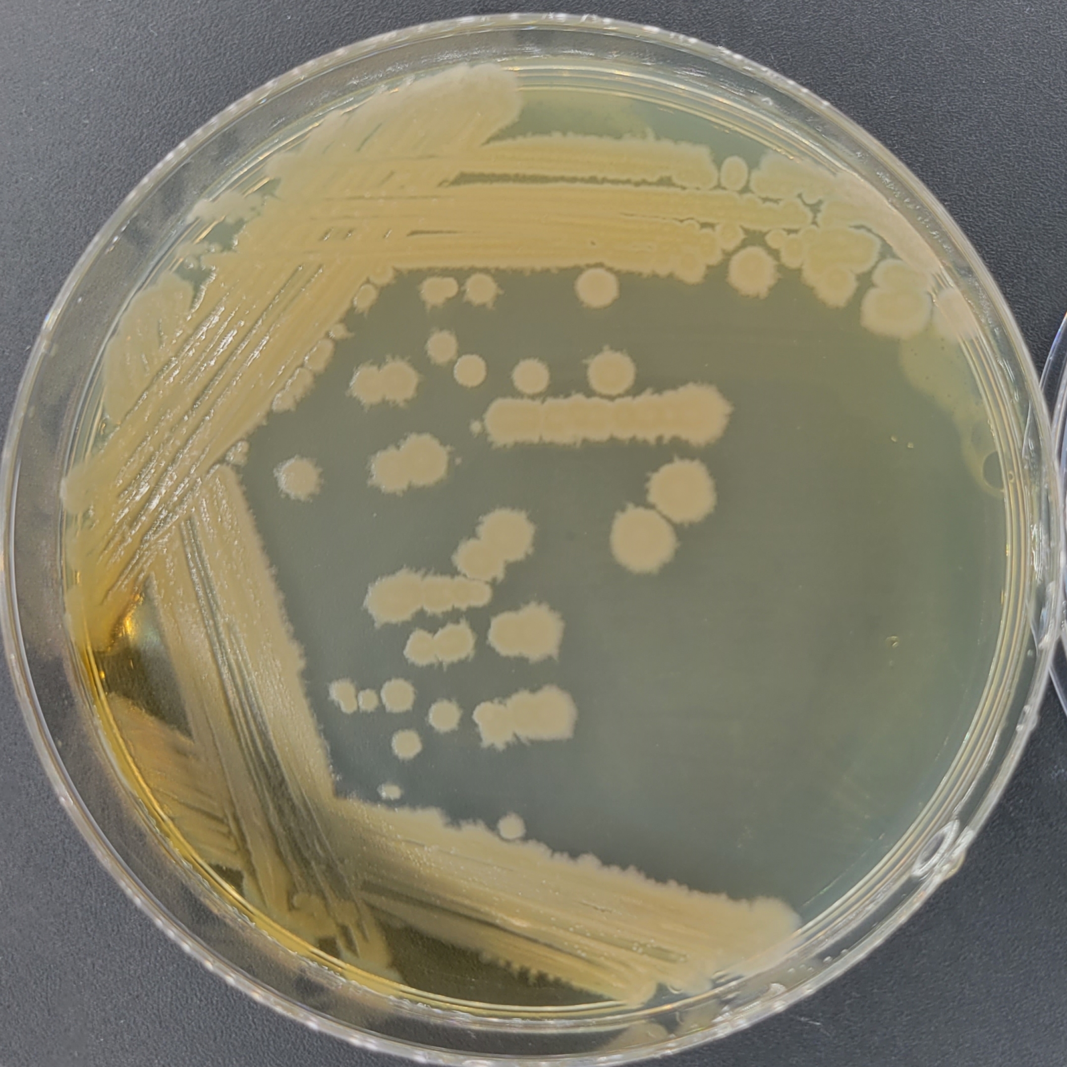 Bacillus licheniformis-BNCC