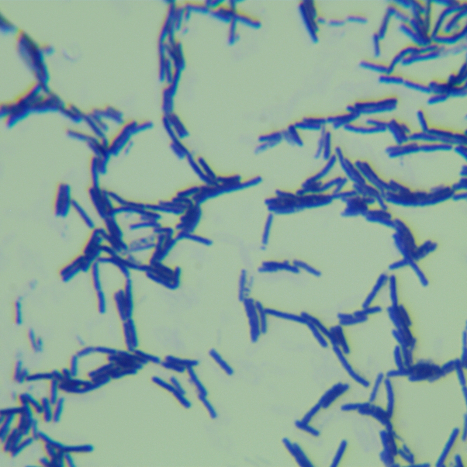 Bacillus licheniformis-BNCC