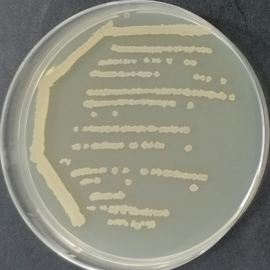 Bacillus licheniformis-BNCC