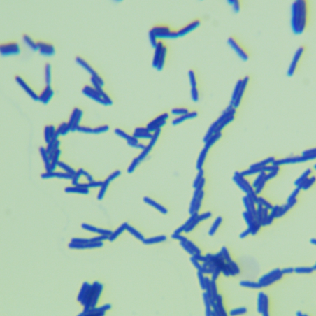 Bacillus licheniformis-BNCC