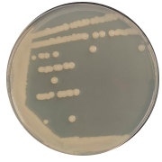 Bacillus subtilis-BNCC