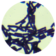 Bacillus subtilis-BNCC