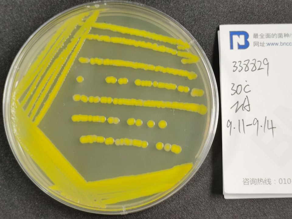 Bacillus glutamicus-BNCC