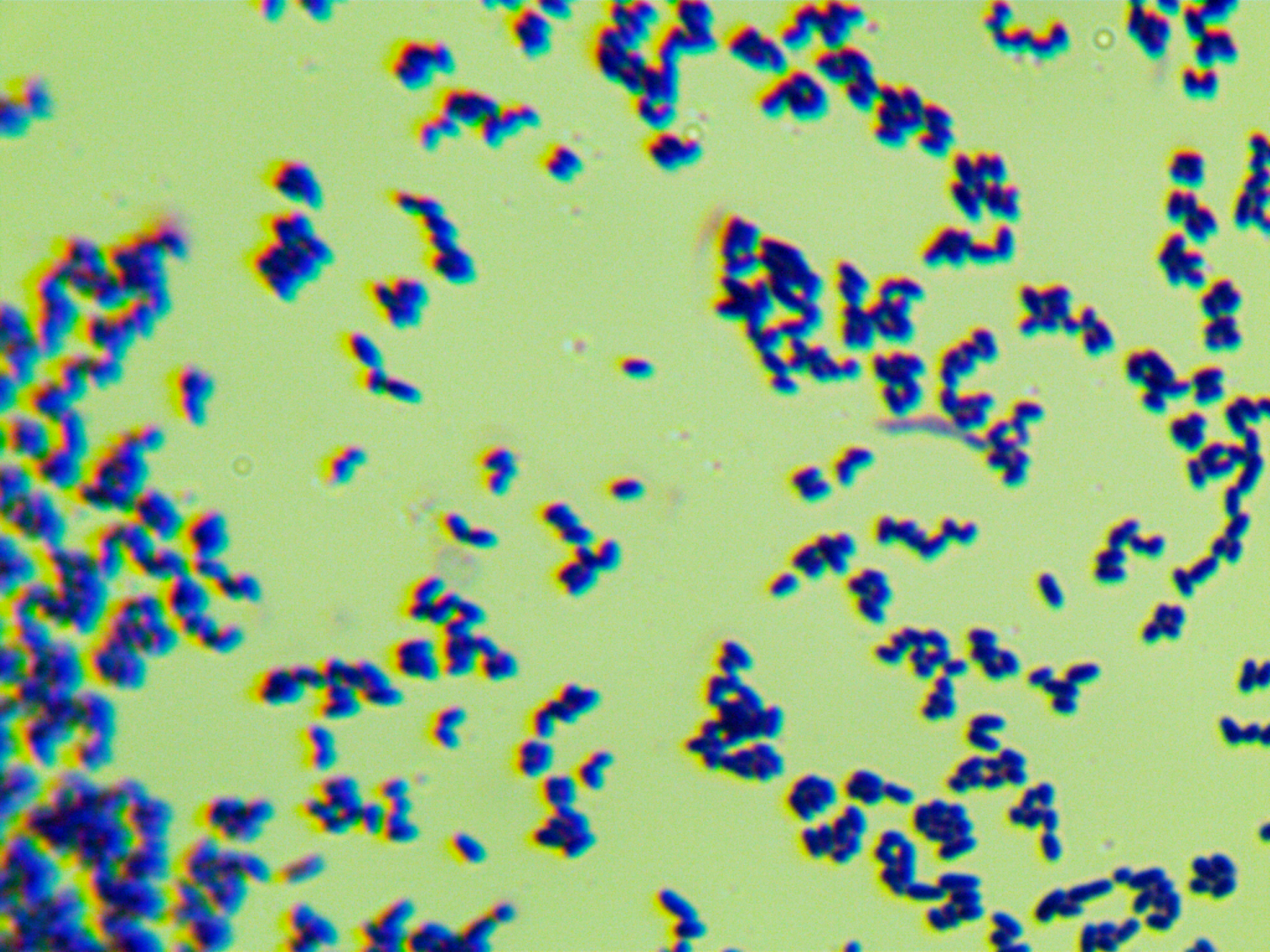 Bacillus glutamicus-BNCC