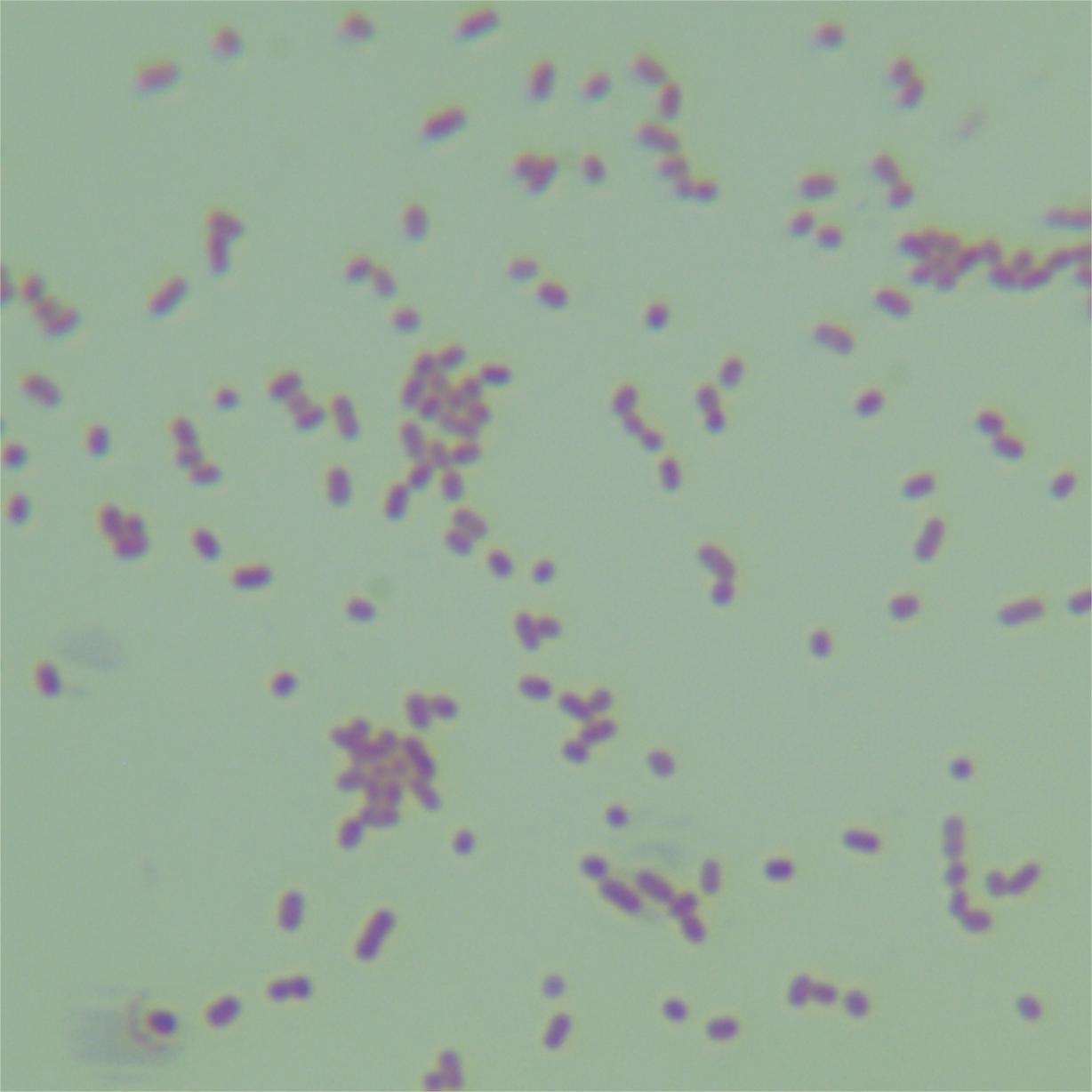 Escherichia coli (E. coli)-BNCC