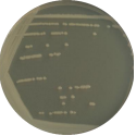 Escherichia coli (E. coli)-BNCC