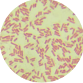Escherichia coli (E. coli)-BNCC