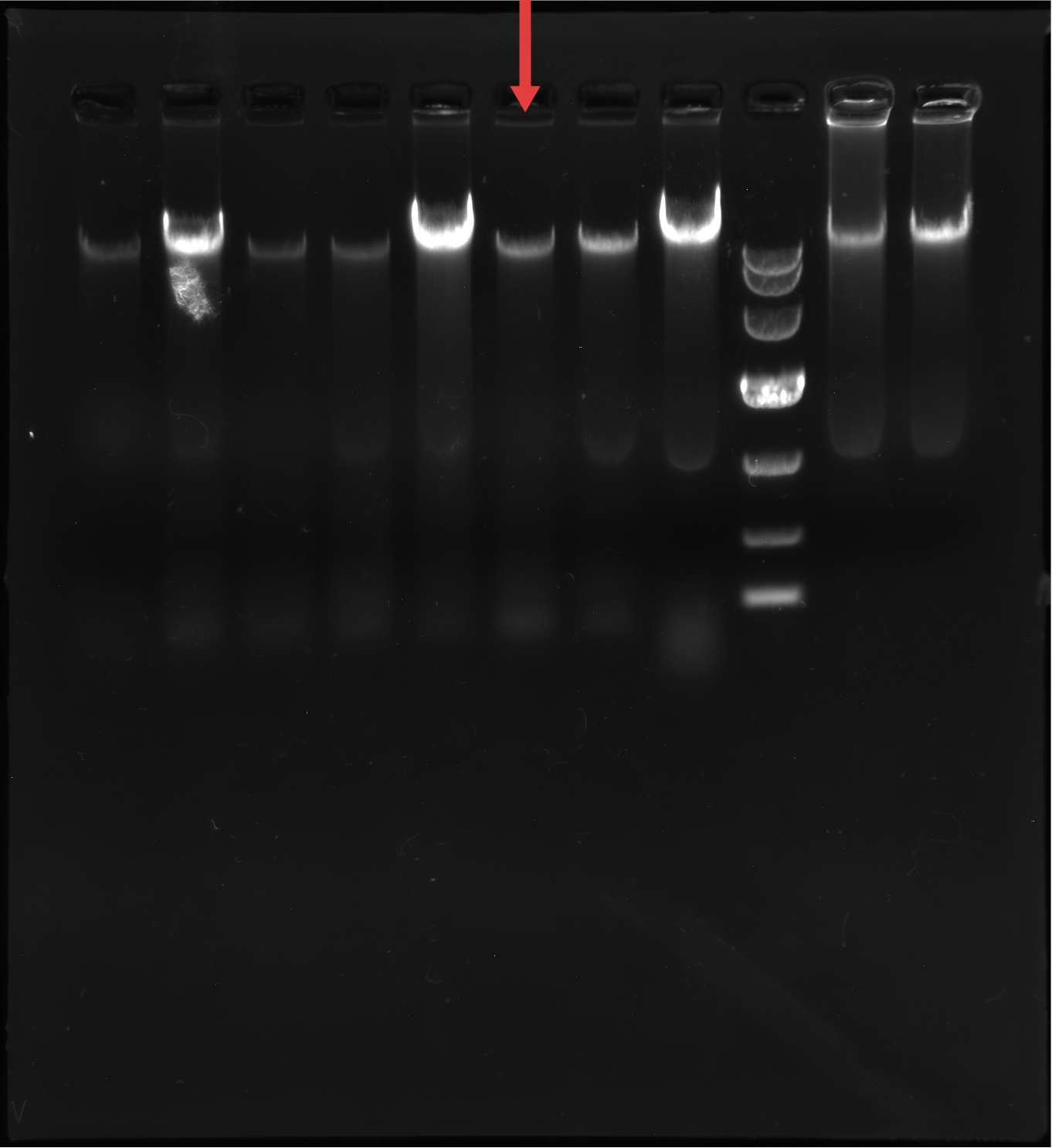 Escherichia coli (E. coli)-BNCC