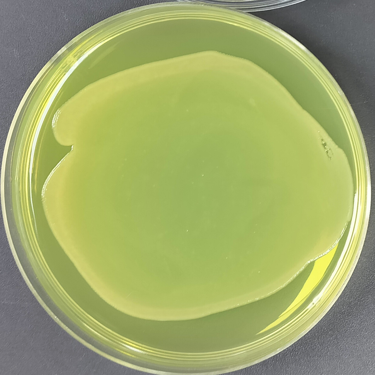 Fluorescent Pseudomonas-BNCC