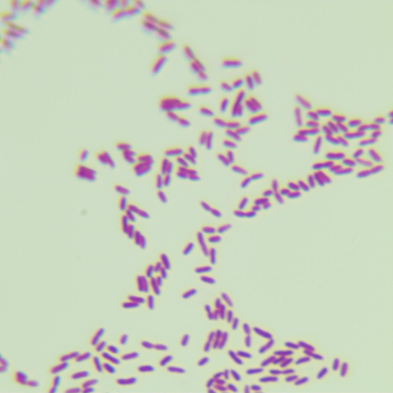 Fluorescent Pseudomonas-BNCC
