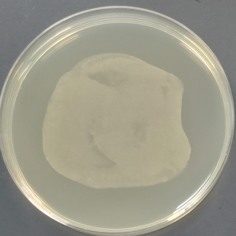 Fusarium oxysporum-BNCC