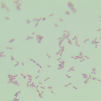 Fusarium oxysporum-BNCC