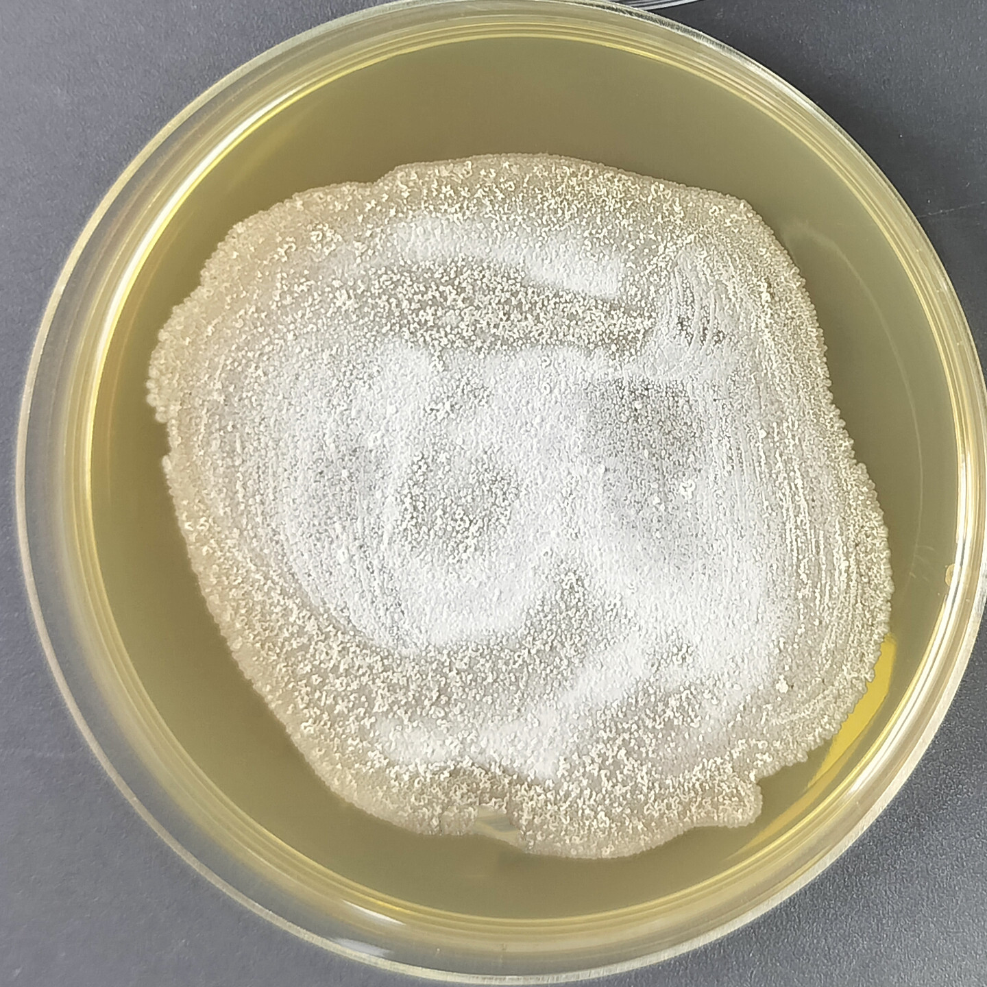 Streptomyces-BNCC