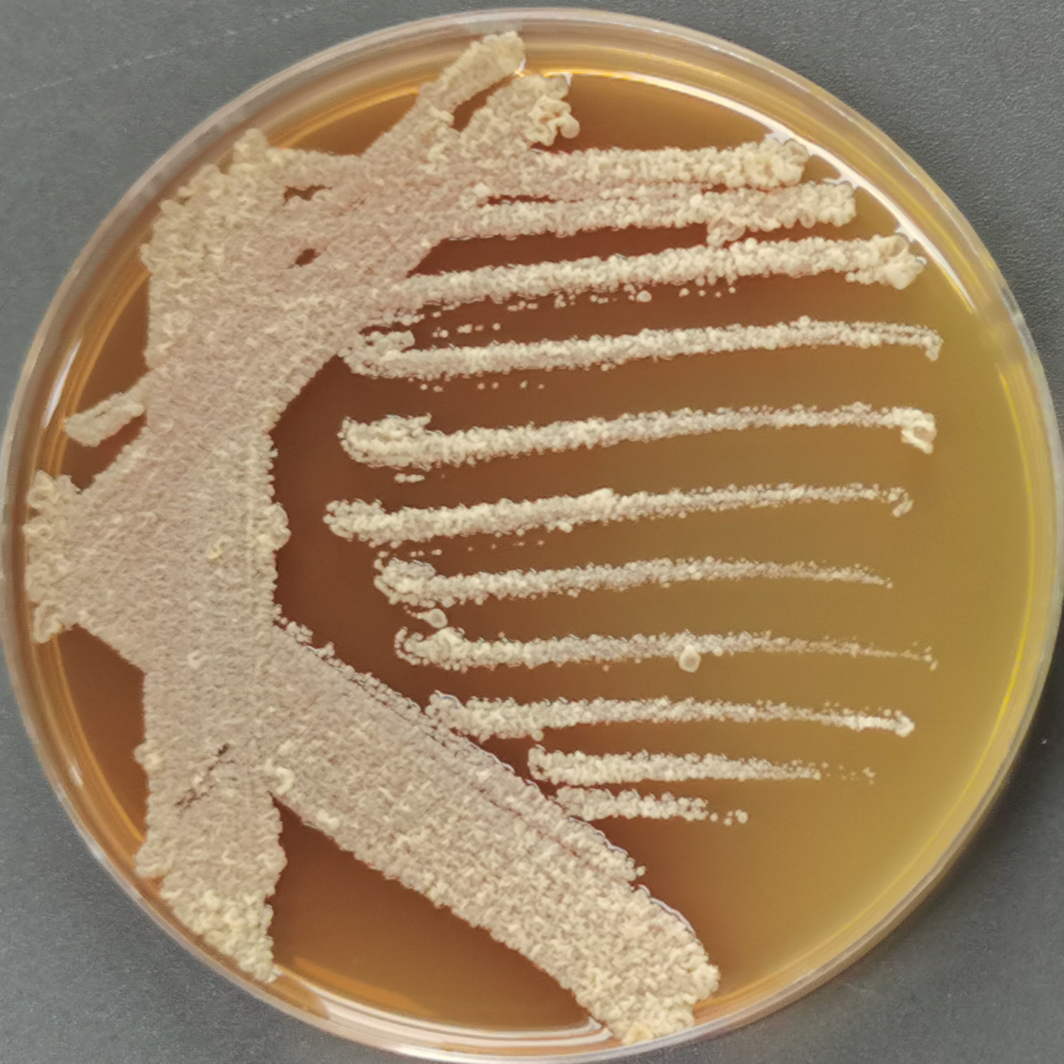 Red sugar polysaccharide fungus-BNCC