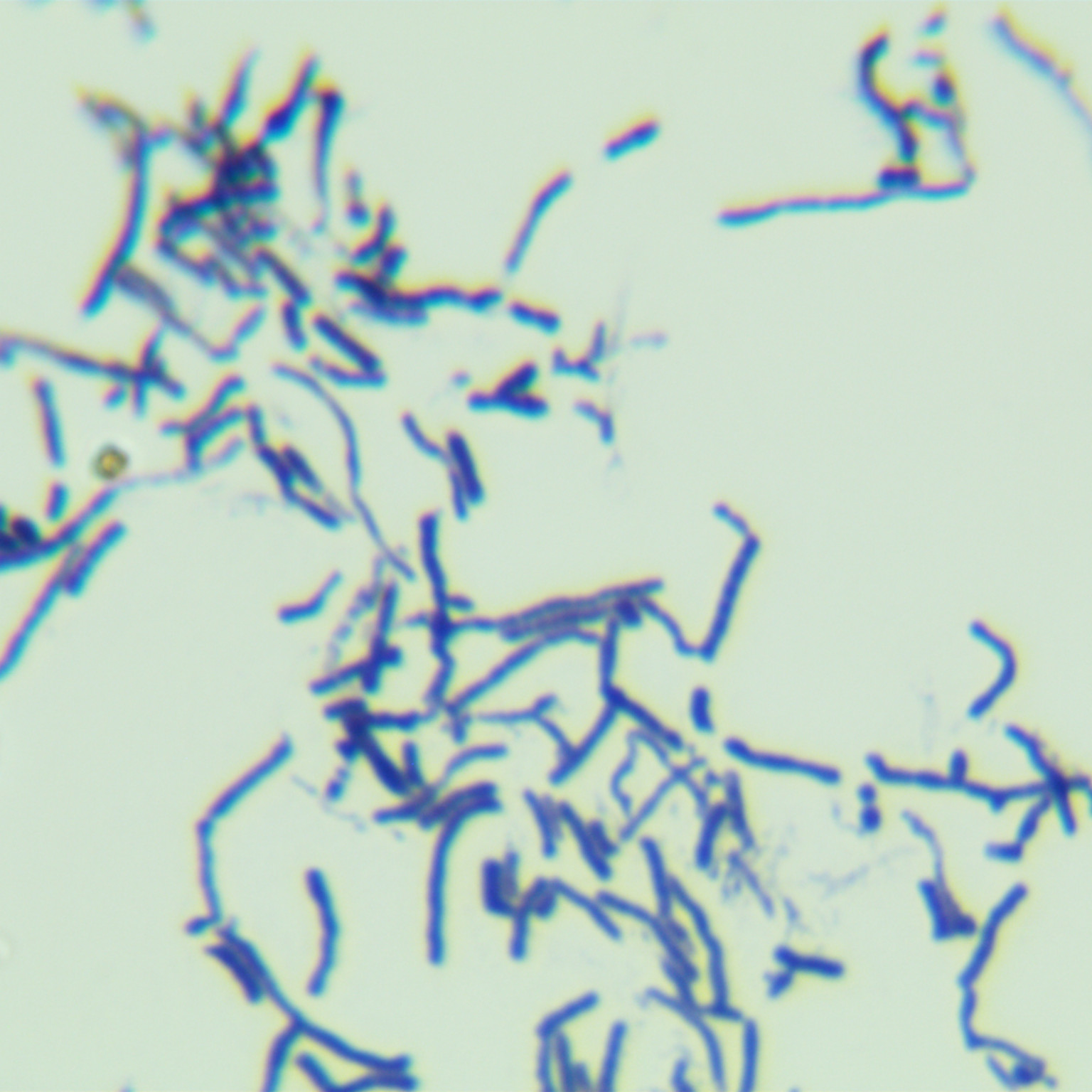 Red sugar polysaccharide fungus-BNCC