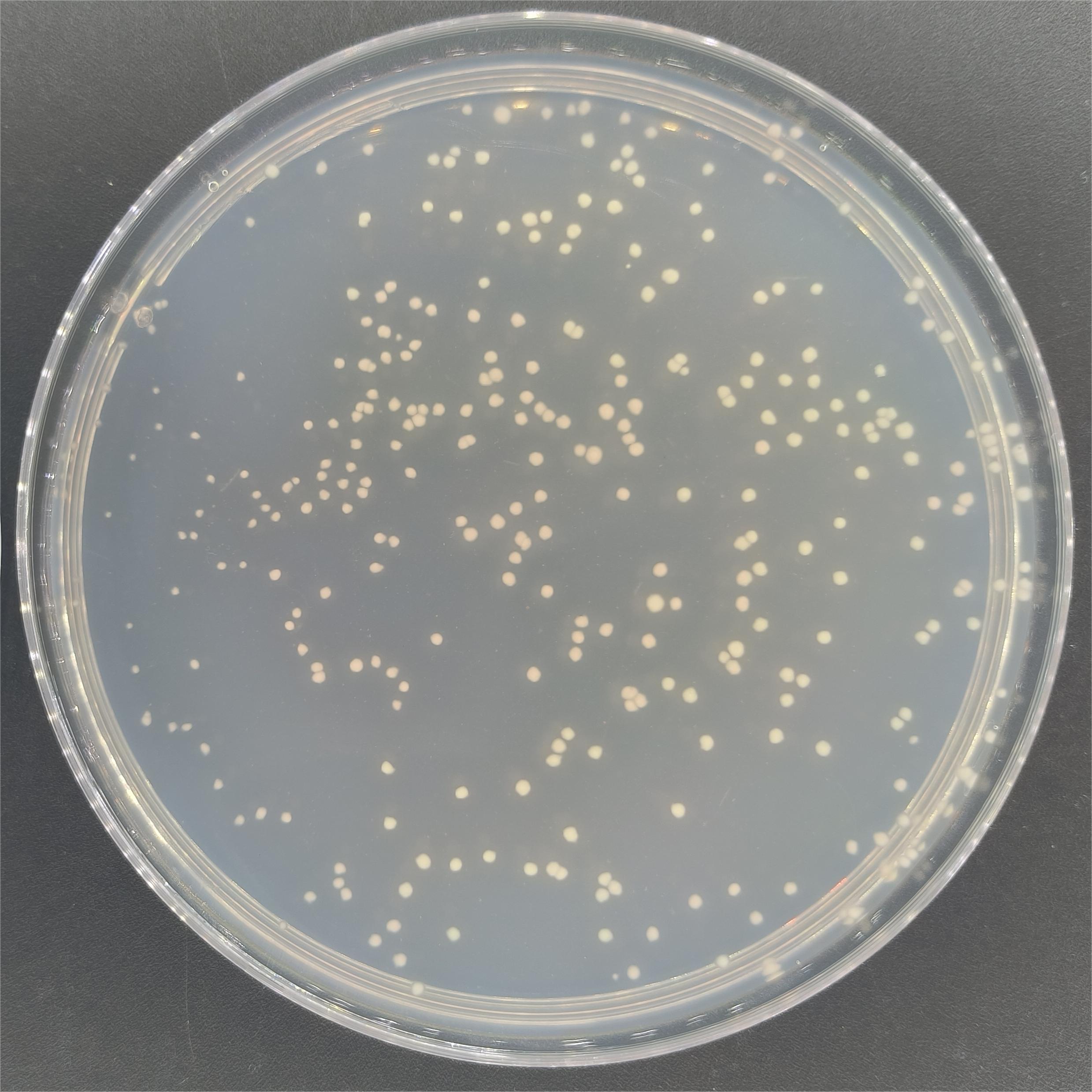 Streptomyces genus-BNCC