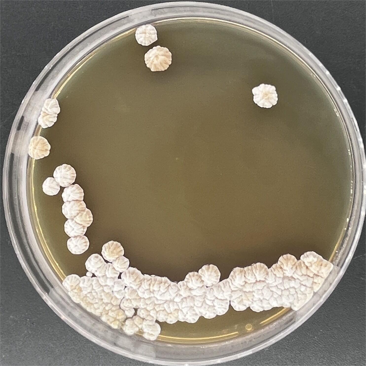 Streptomyces hygroscopicus-BNCC