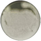 Aspergillus oryzae-BNCC
