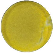 Aspergillus oryzae-BNCC