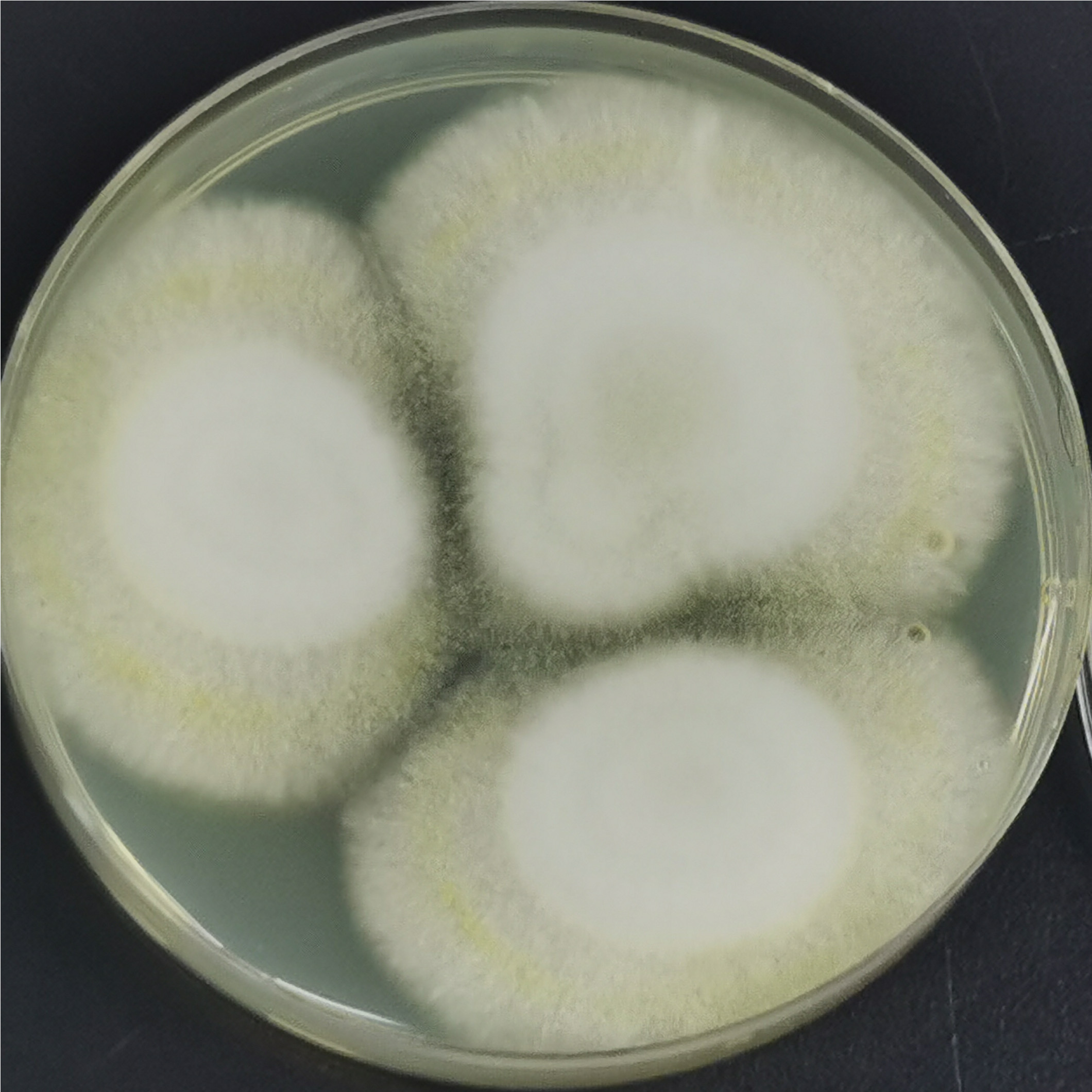 Soy sauce Aspergillus-BNCC