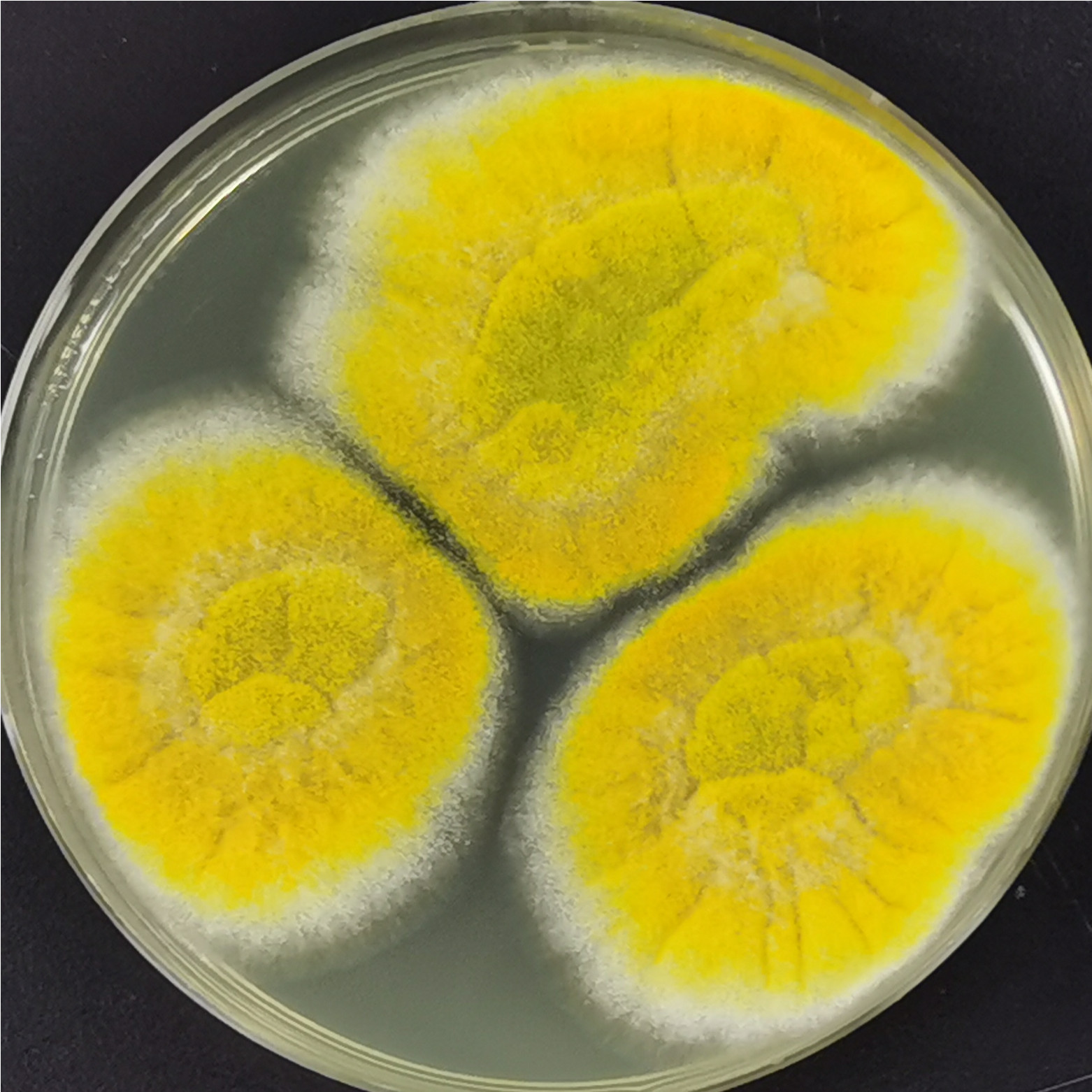 Soy sauce Aspergillus-BNCC