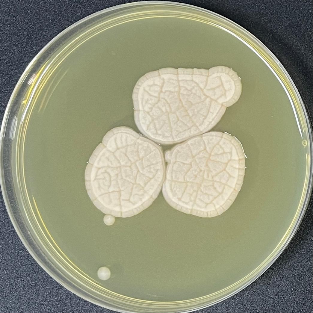 Aspergillus genus-BNCC