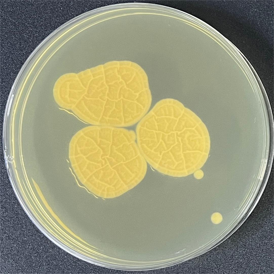 Aspergillus genus-BNCC