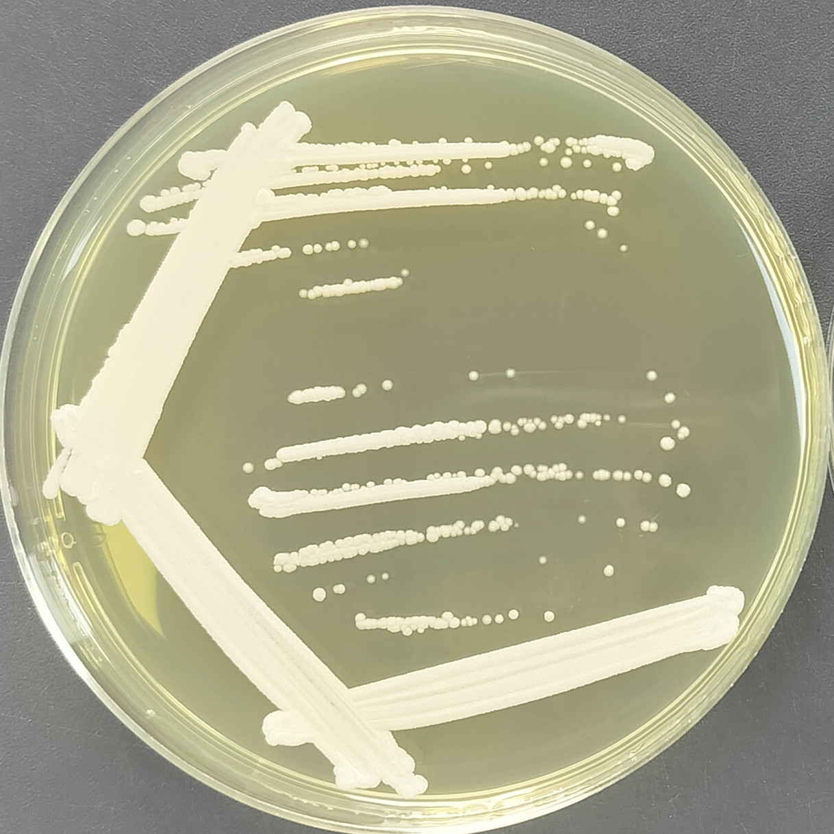 Kudriazwei Pichia pastoris (Candida krusei, Issa orientale)-BNCC