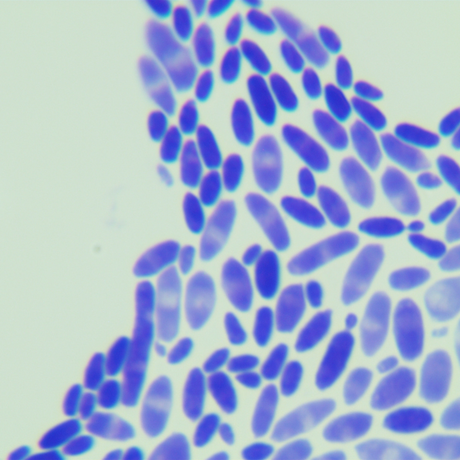 Kudriazwei Pichia pastoris (Candida krusei, Issa orientale)-BNCC
