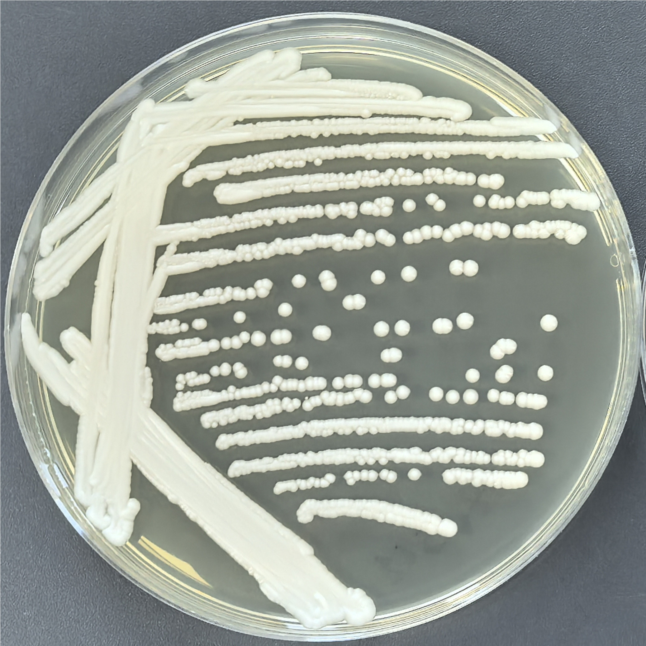 Tropical Candida-BNCC