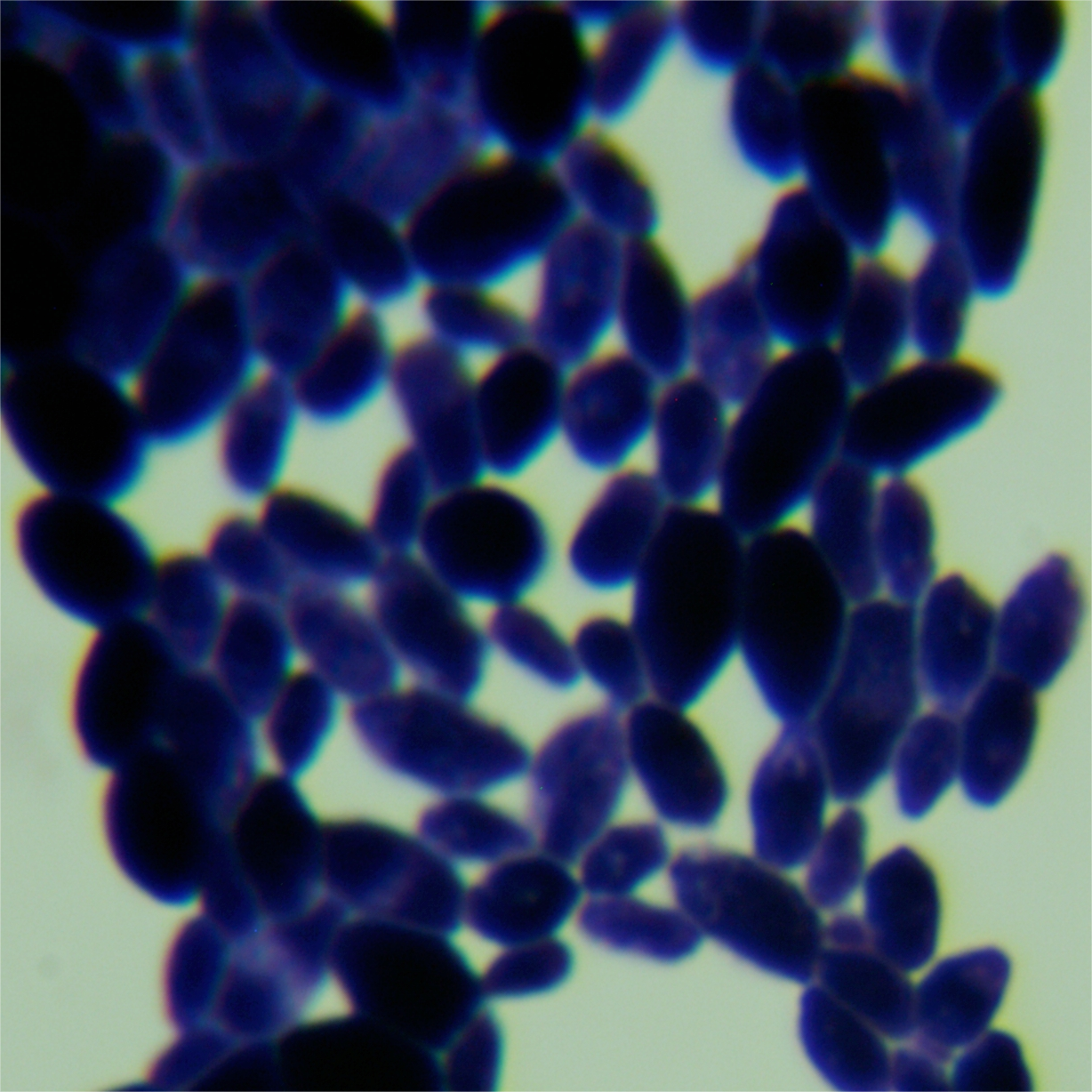 Tropical Candida-BNCC