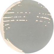 Baker's Yeast-BNCC