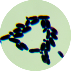 Baker's Yeast-BNCC