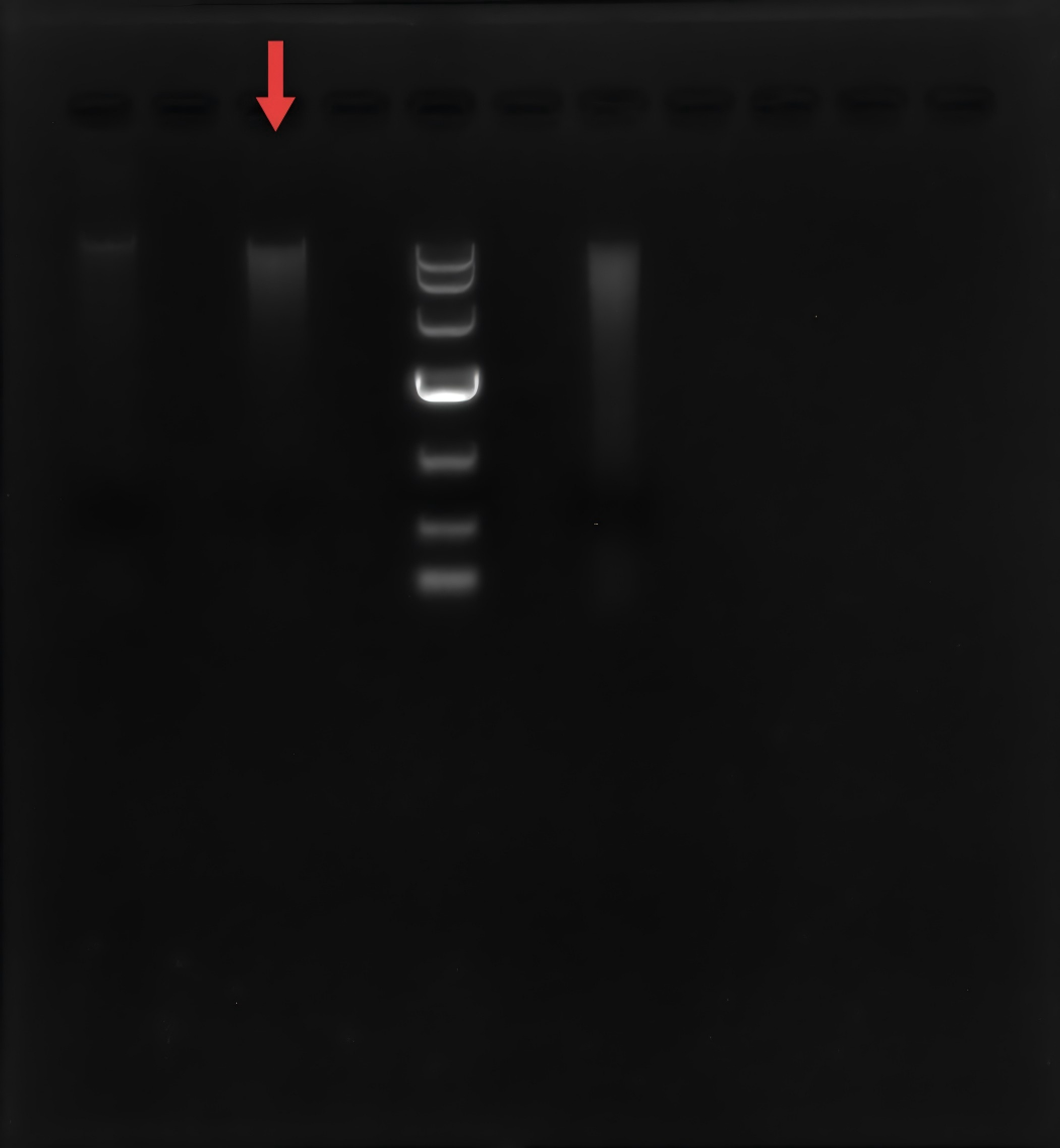 Geotrichum-BNCC