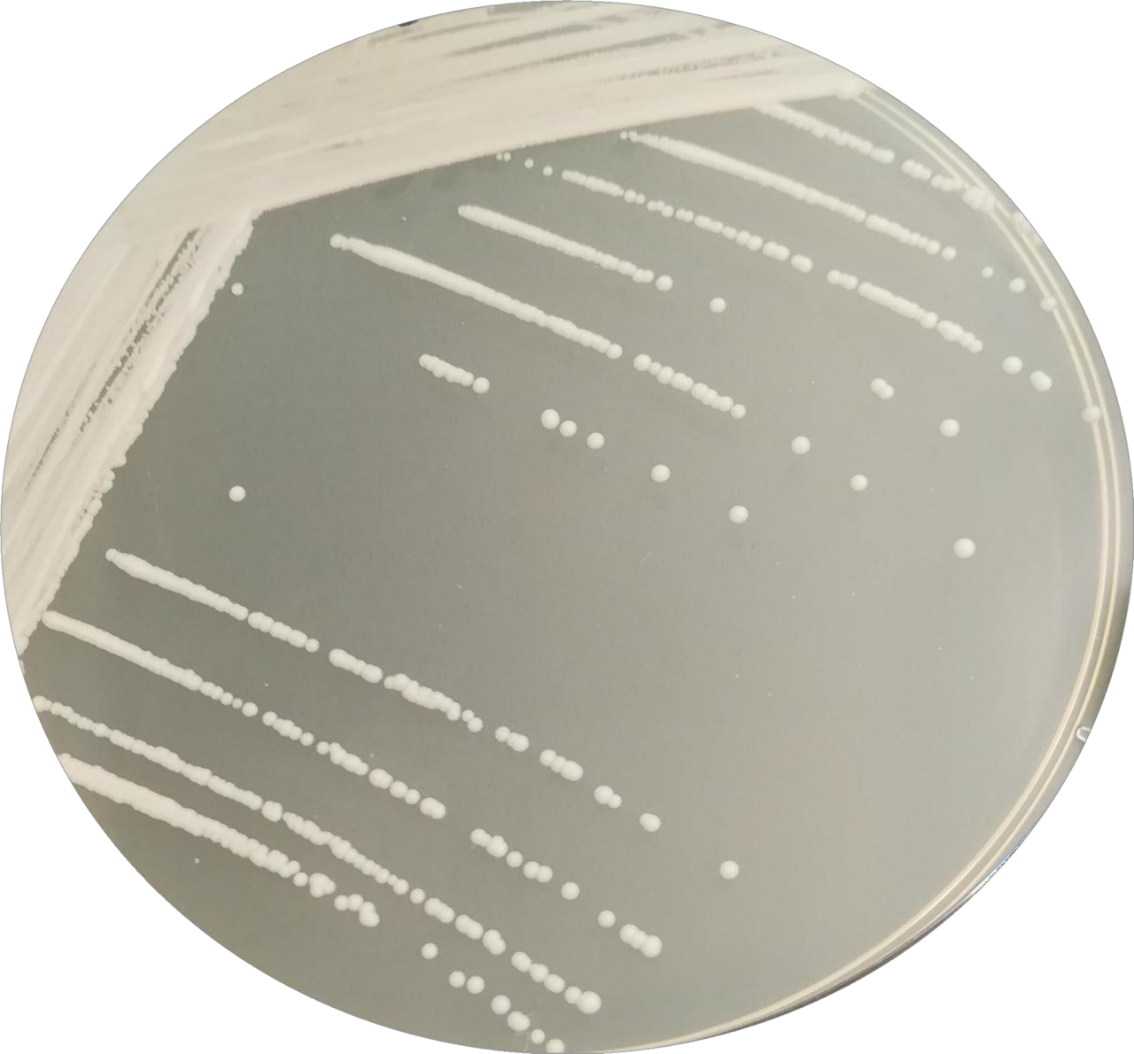 Brewing yeast-BNCC