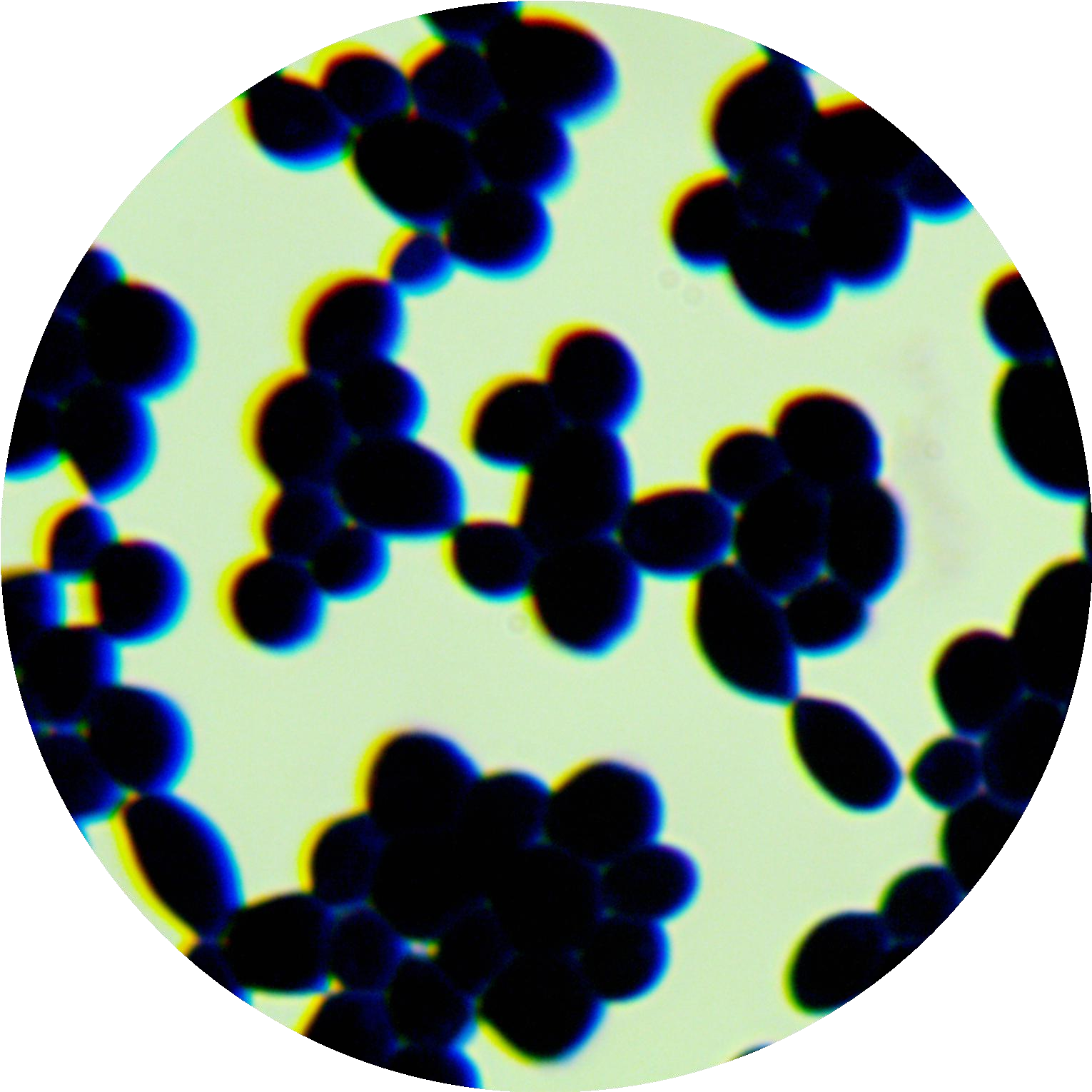Brewing yeast-BNCC