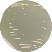 Brewing yeast-BNCC