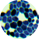 Brewing yeast-BNCC