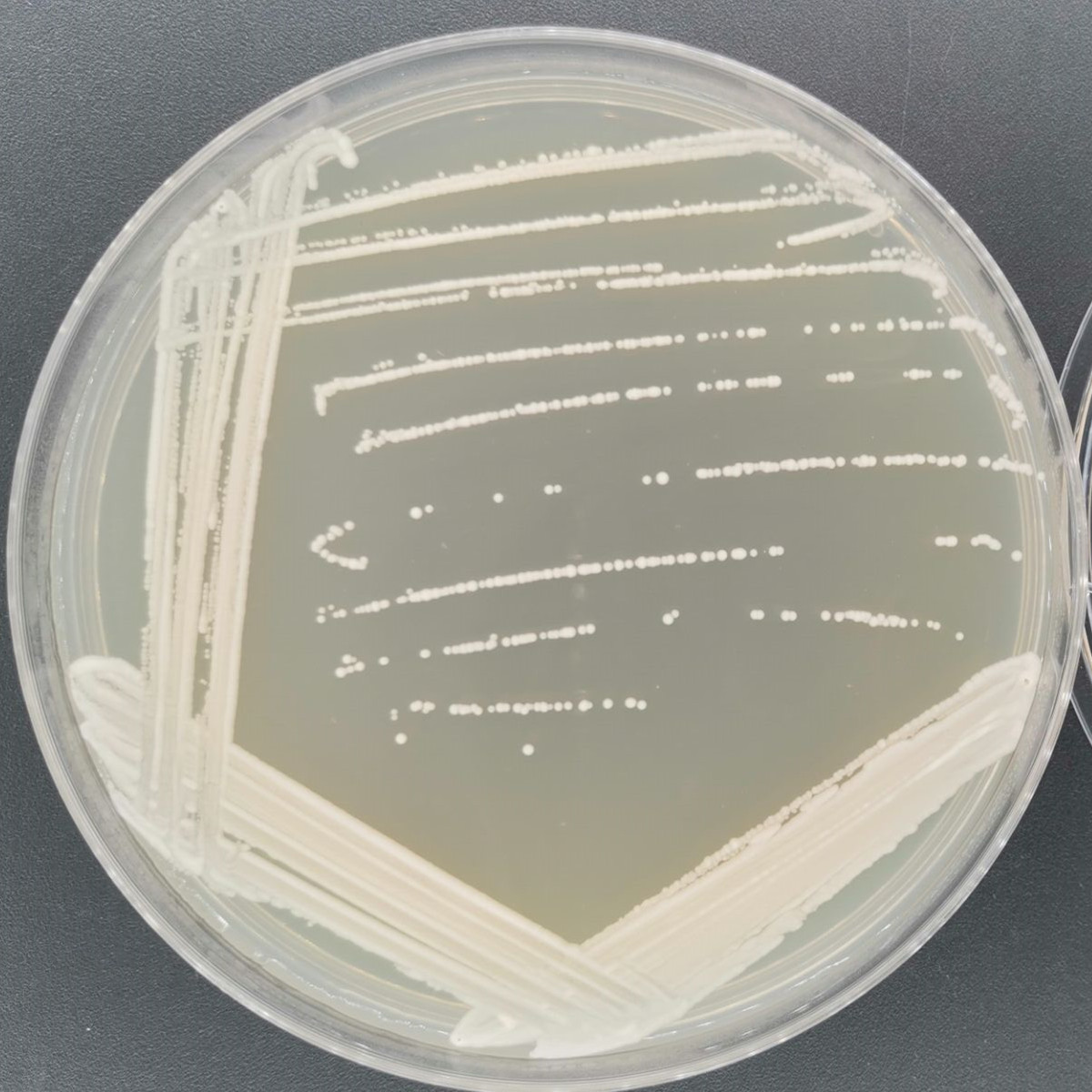 Brewing yeast-BNCC