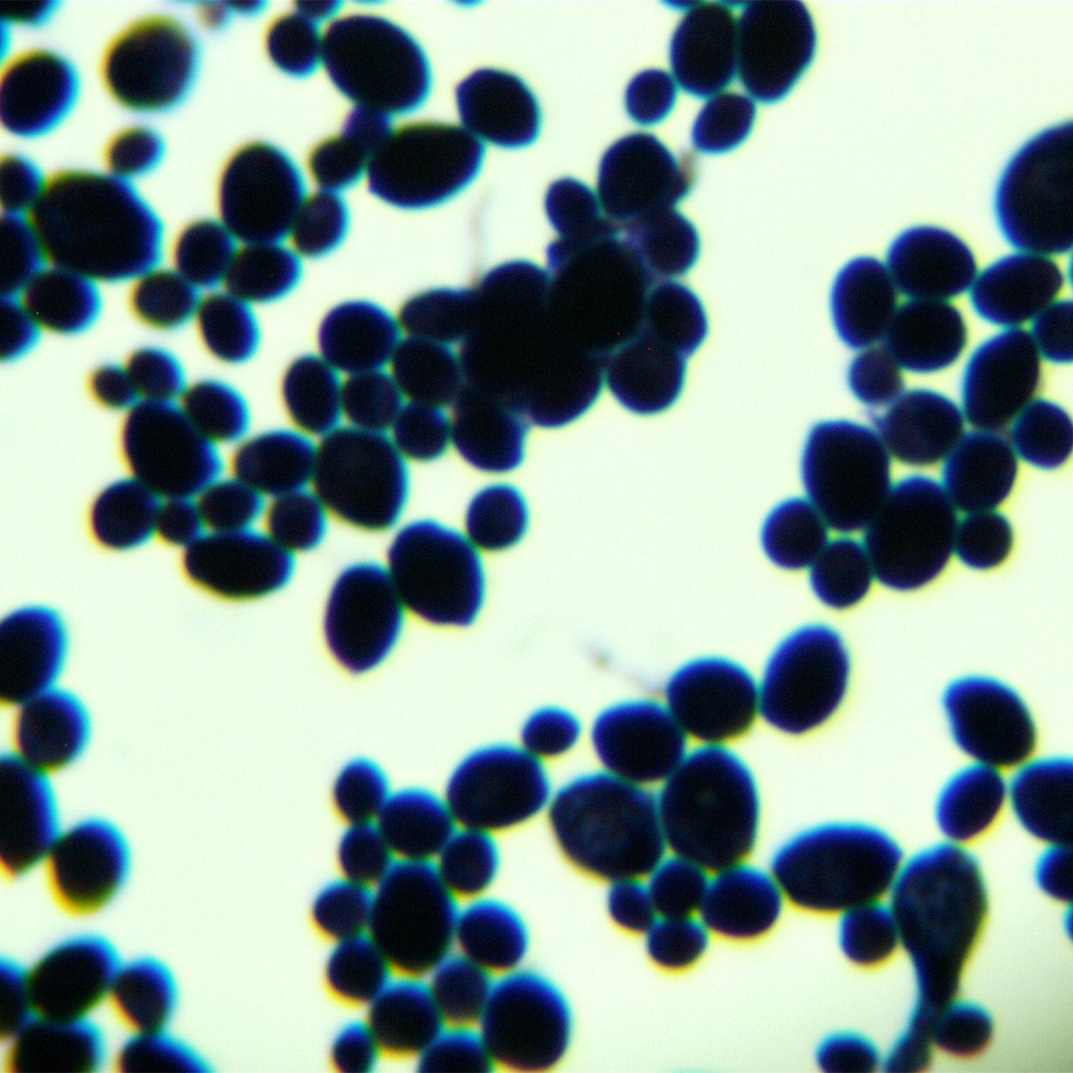 Brewing yeast-BNCC
