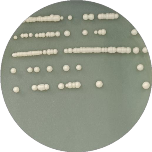 Brewing yeast-BNCC