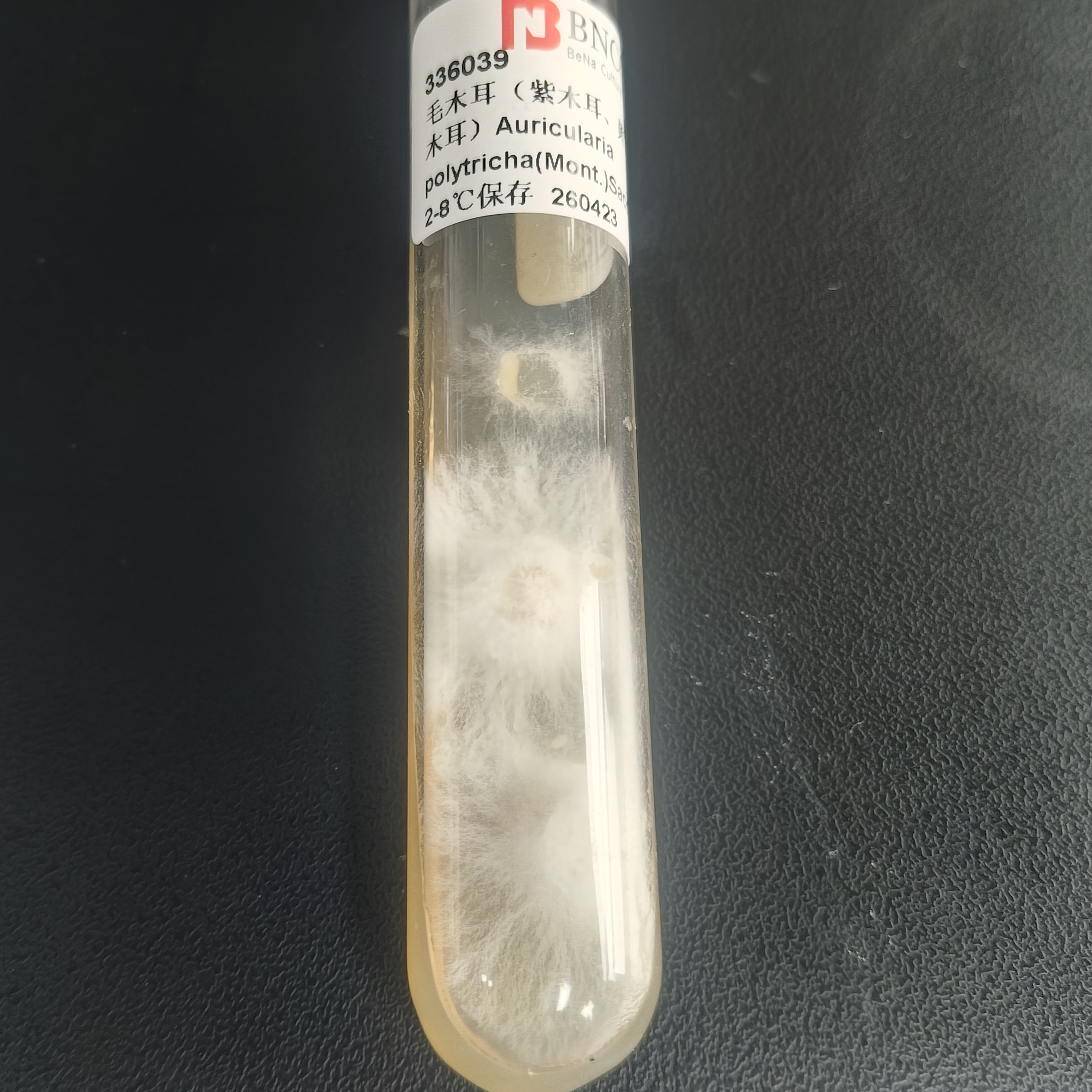 Black fungus (purple fungus, yellow backed fungus)-BNCC