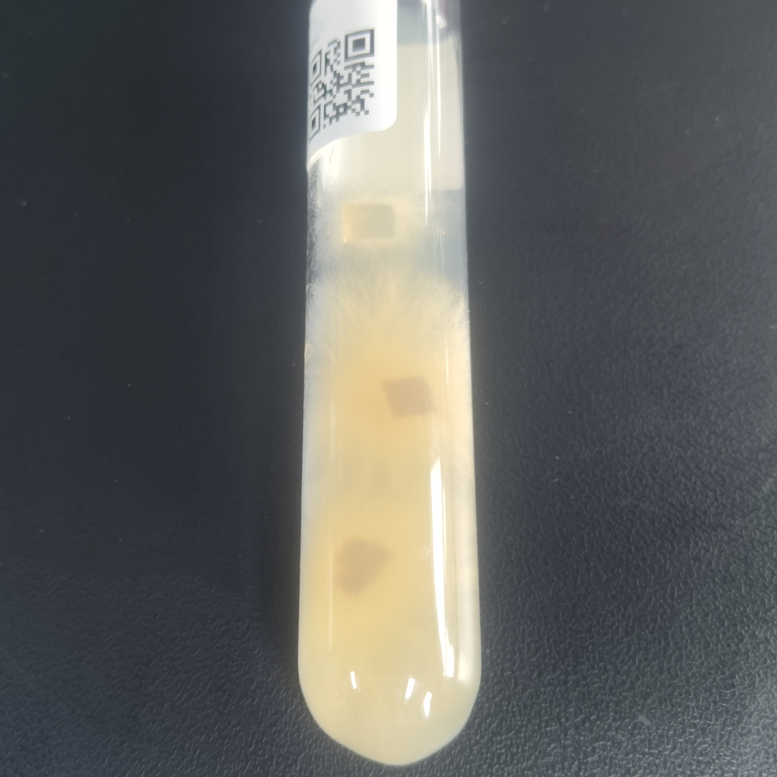 Black fungus (purple fungus, yellow backed fungus)-BNCC