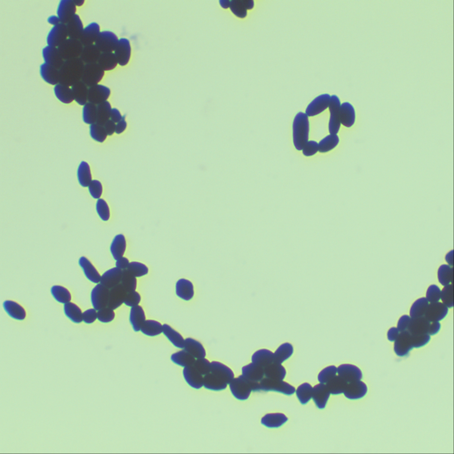 Baker's yeast-BNCC