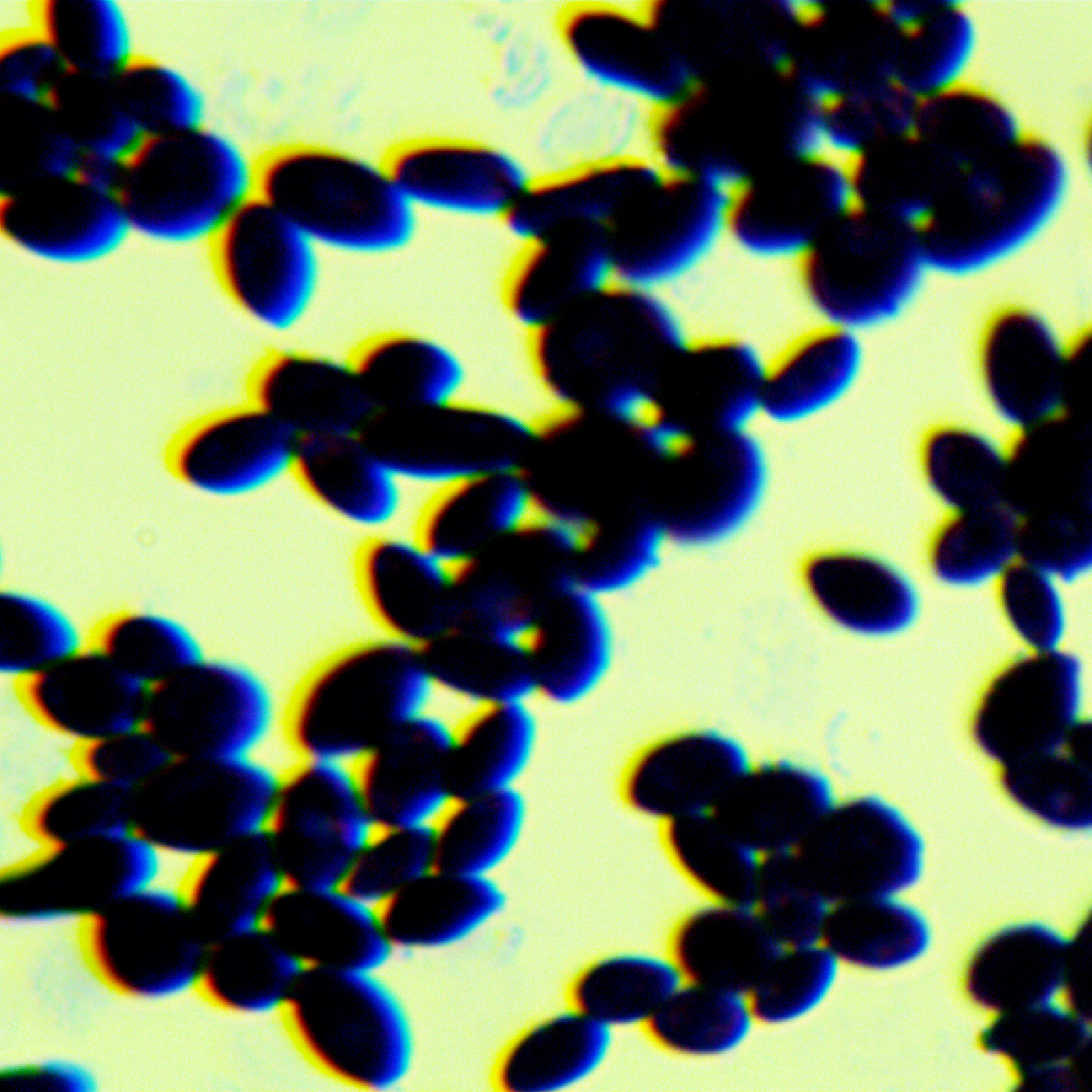 Brewing yeast-BNCC