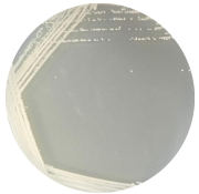 Loge Yeast-BNCC