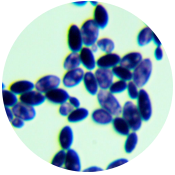 Loge Yeast-BNCC