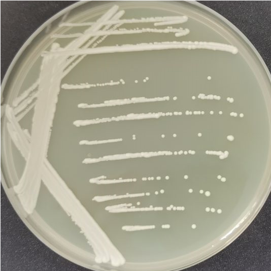 Roche yeast-BNCC