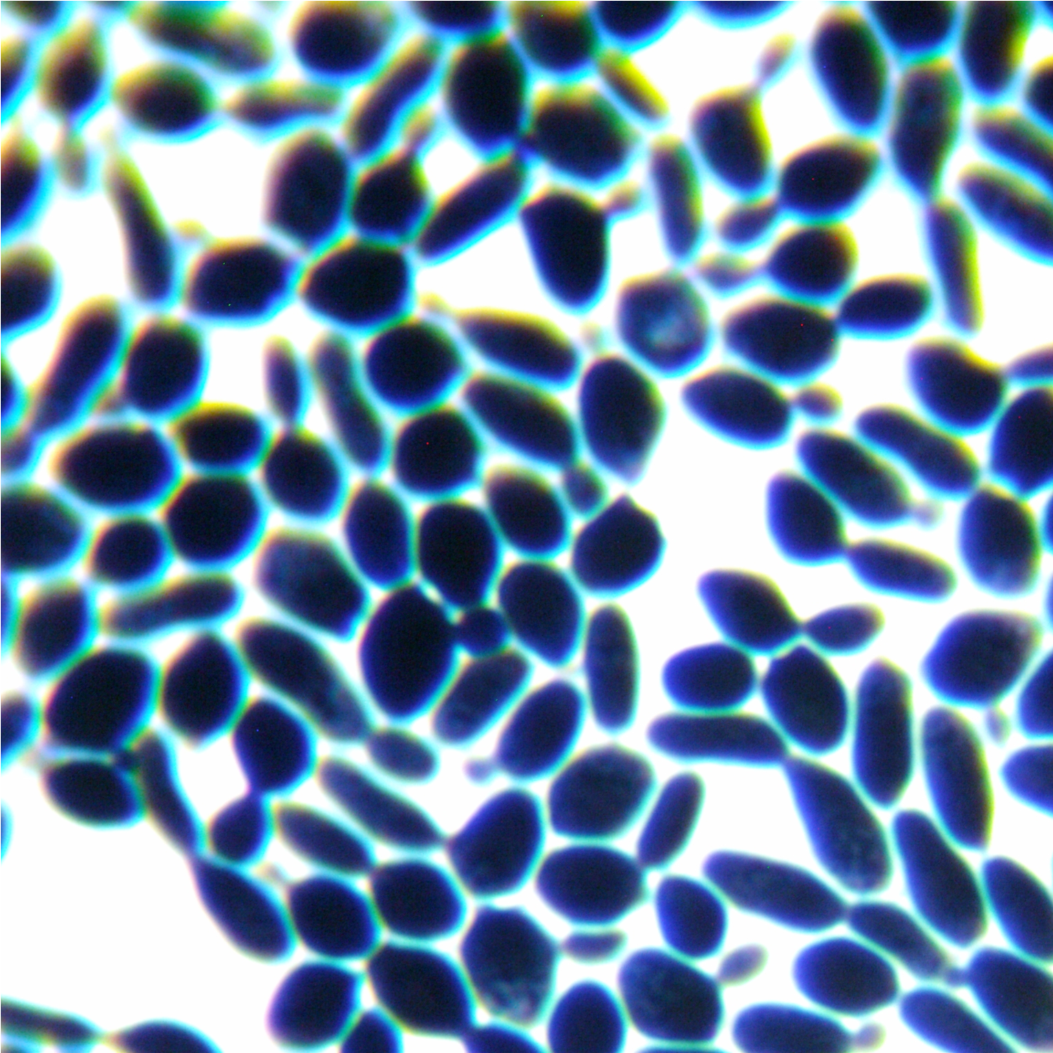Roche yeast-BNCC